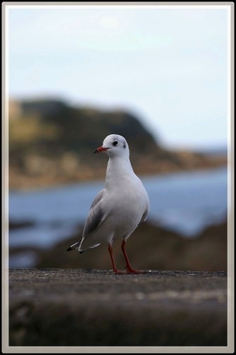 Fonds d'cran Animaux Oiseaux - Mouettes et Golands Wallpaper N152683