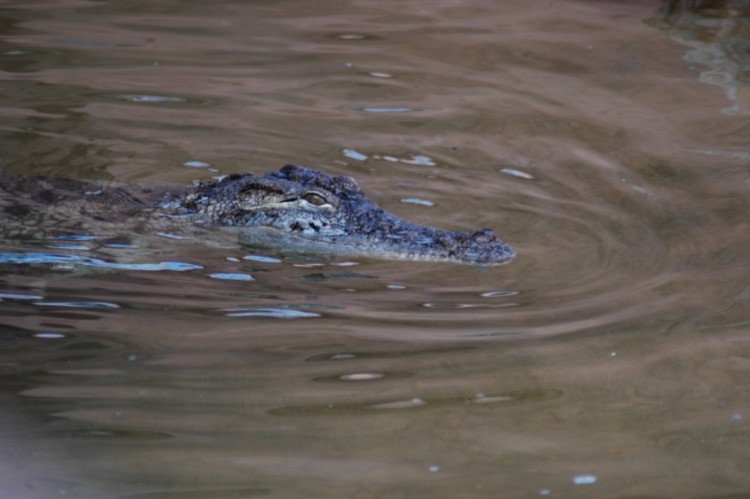 Wallpapers Animals Crocodile - Alligator - Caiman Wallpaper N152686