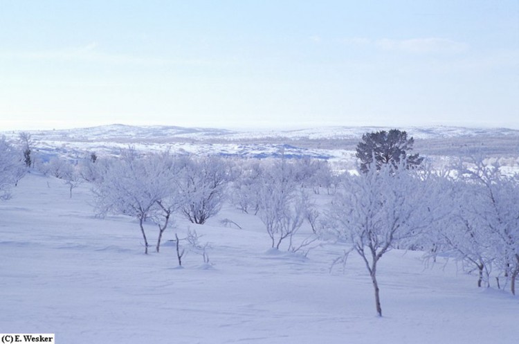 Wallpapers Trips : Europ Finland Taiga and tundra, Finland