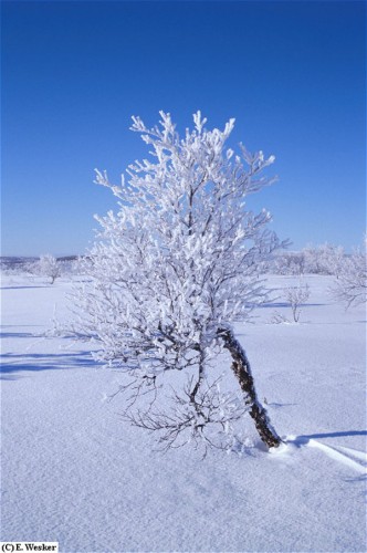 Fonds d'cran Voyages : Europe Finlande Tundra, Finland