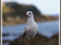 Fonds d'cran Animaux Image sans titre N152683