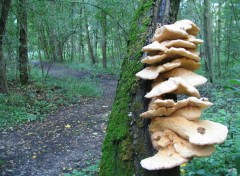 Fonds d'cran Nature CHAMPIGNONS