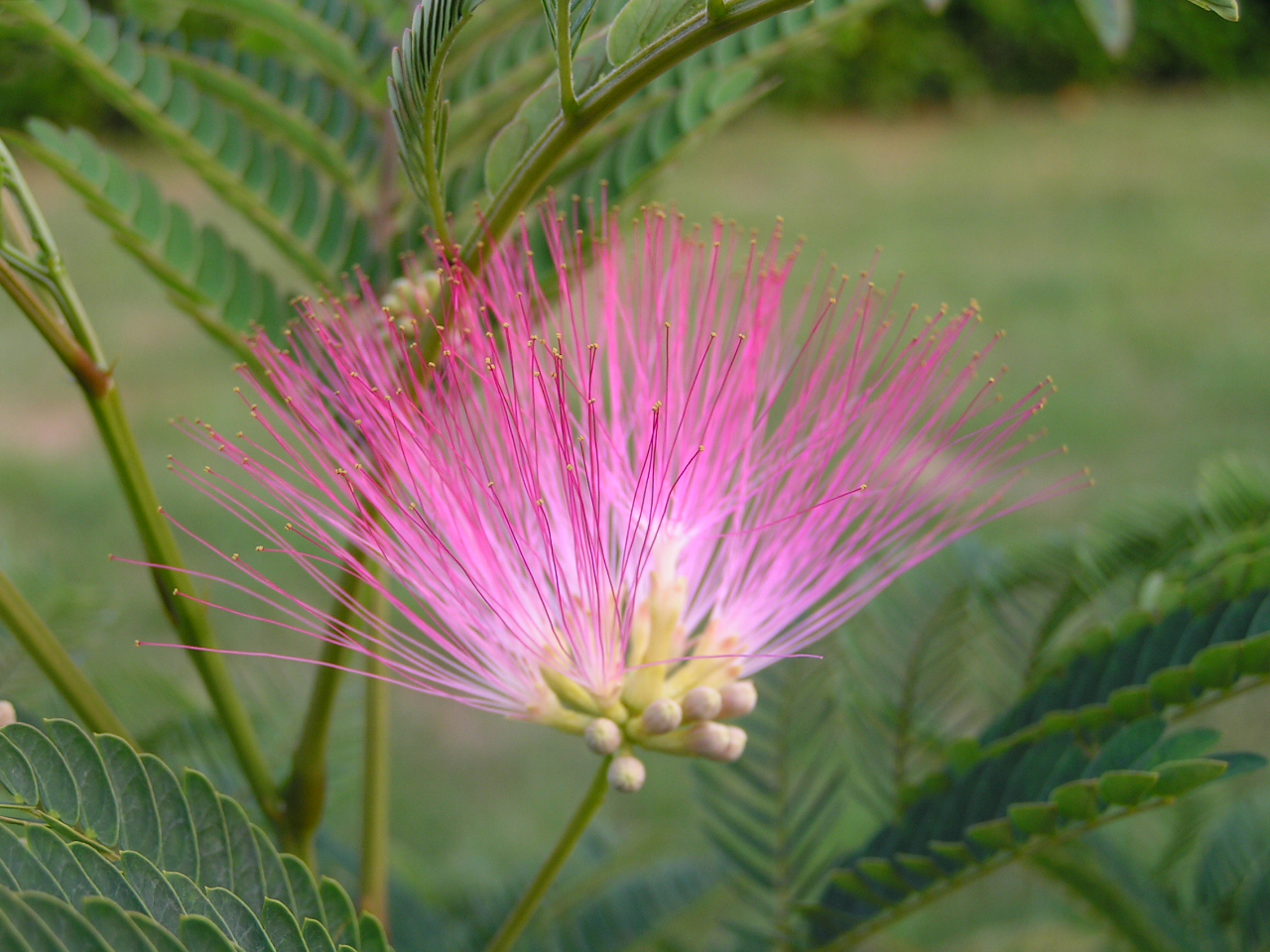 Fonds d'cran Nature Fleurs albizia