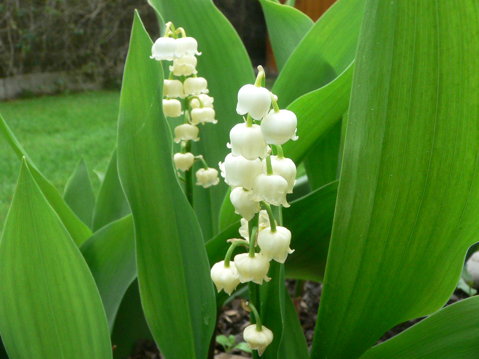 Wallpapers Nature Flowers un brin de muguet