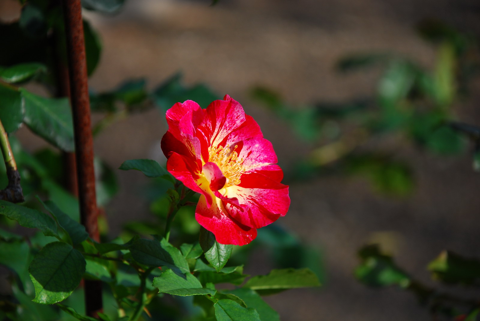 Wallpapers Nature Flowers Rose le long de la route