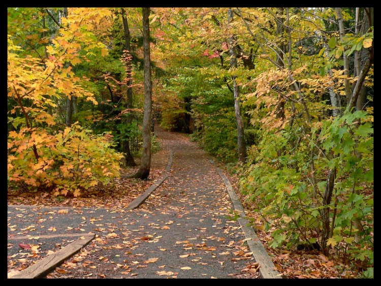 Fonds d'cran Nature Saisons - Automne Sentier d'automne