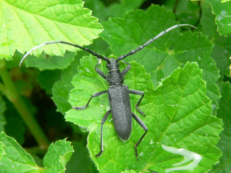 Fonds d'cran Animaux Insectes - Divers petit insecte dans le jardin