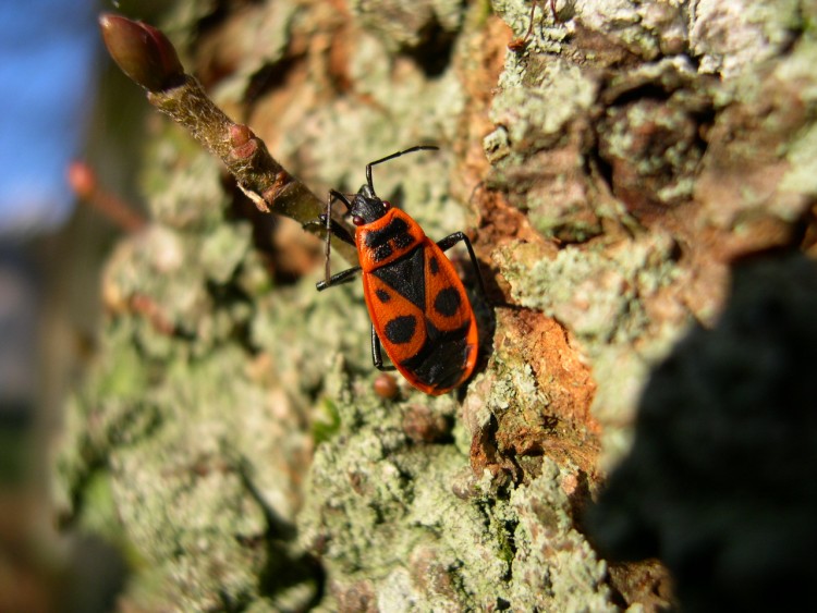 Fonds d'cran Animaux Insectes - Gendarmes Gendarme