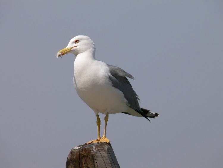 Wallpapers Animals Birds - Gulls Venise - Goland argent.