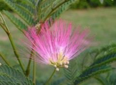 Fonds d'cran Nature albizia