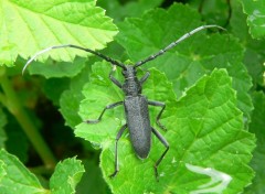 Wallpapers Animals petit insecte dans le jardin