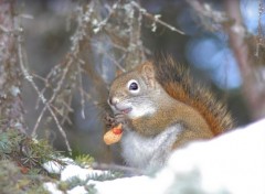 Fonds d'cran Animaux Image sans titre N152870