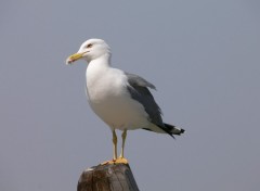 Wallpapers Animals Venise - Goland argent.