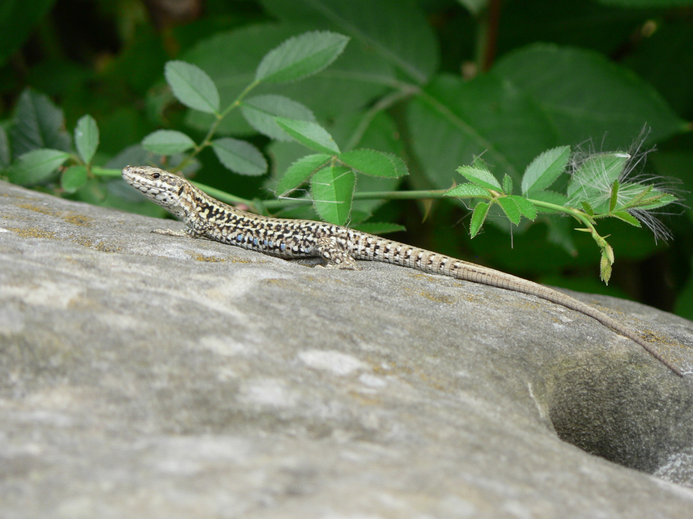 Fonds d'cran Animaux Lzards - Iguanes Lzard