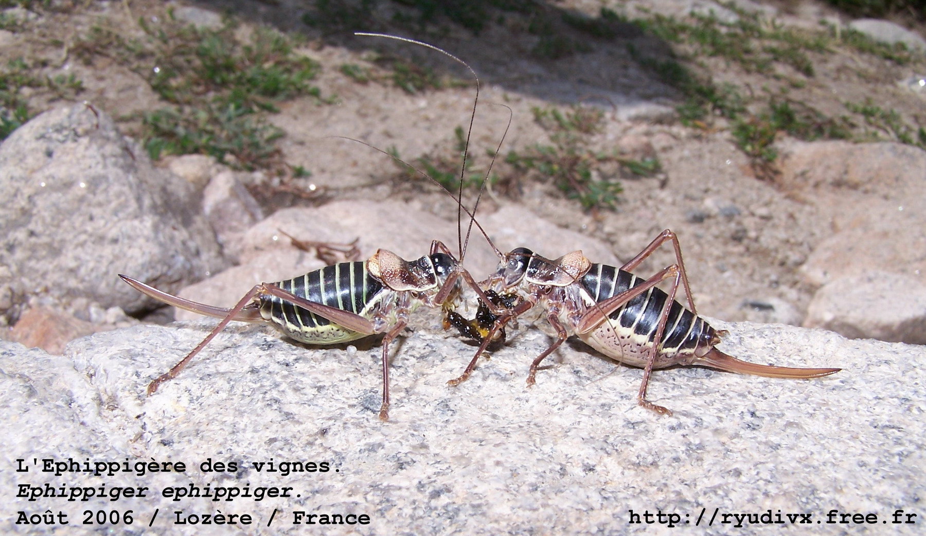 Wallpapers Animals Insects - Grasshoppers and Locusts Ephippiger ephipiger.