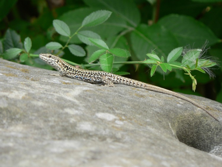 Fonds d'cran Animaux Lzards - Iguanes Lzard