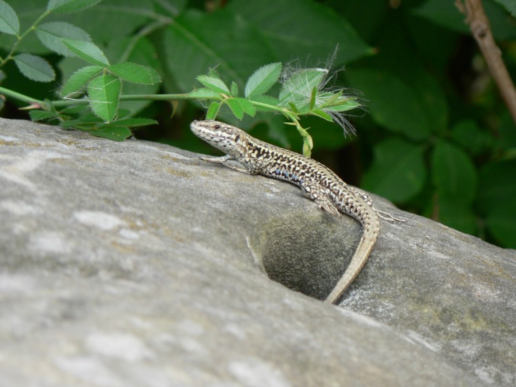 Fonds d'cran Animaux Lzards - Iguanes Lzard