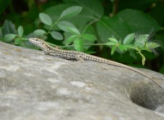 Fonds d'cran Animaux Lzard