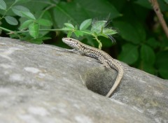 Fonds d'cran Animaux Lzard