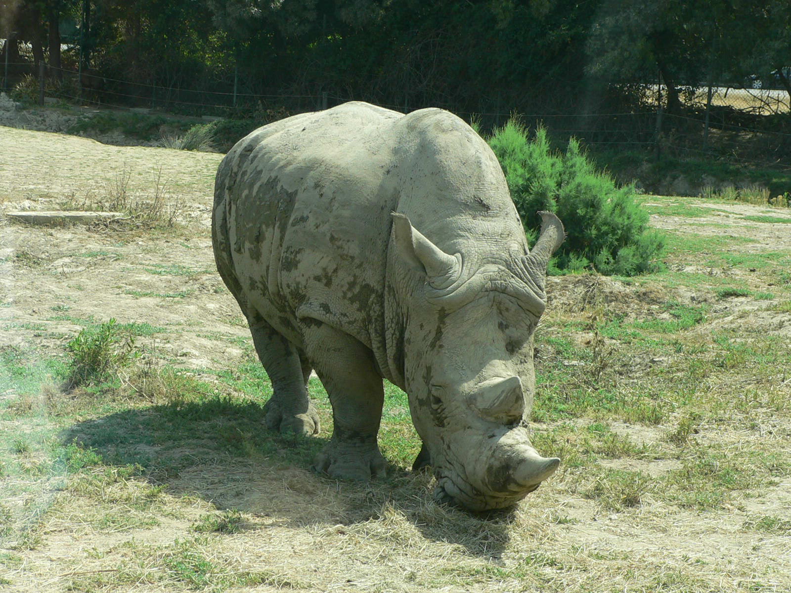 Wallpapers Animals Rhinoceros rhino blanc