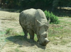 Fonds d'cran Animaux rhino blanc