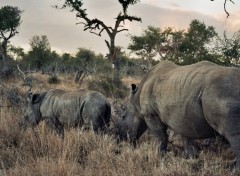 Fonds d'cran Voyages : Afrique Image sans titre N152984