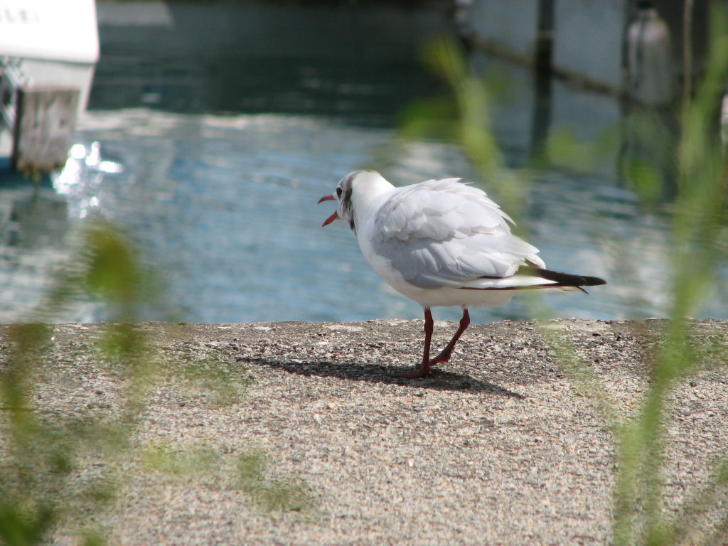 Fonds d'cran Animaux Oiseaux - Mouettes et Golands Mouette (c)rieuse