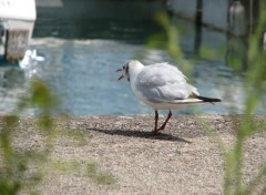 Wallpapers Animals Mouette (c)rieuse