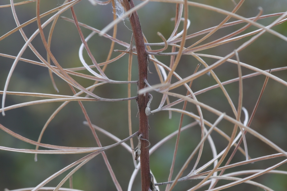 Fonds d'cran Nature Plantes - Arbustes 