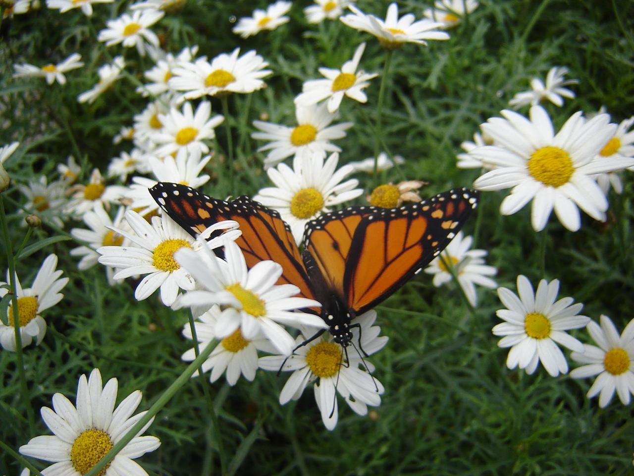 Fonds d'cran Animaux Insectes - Papillons Papillon et Marguerites