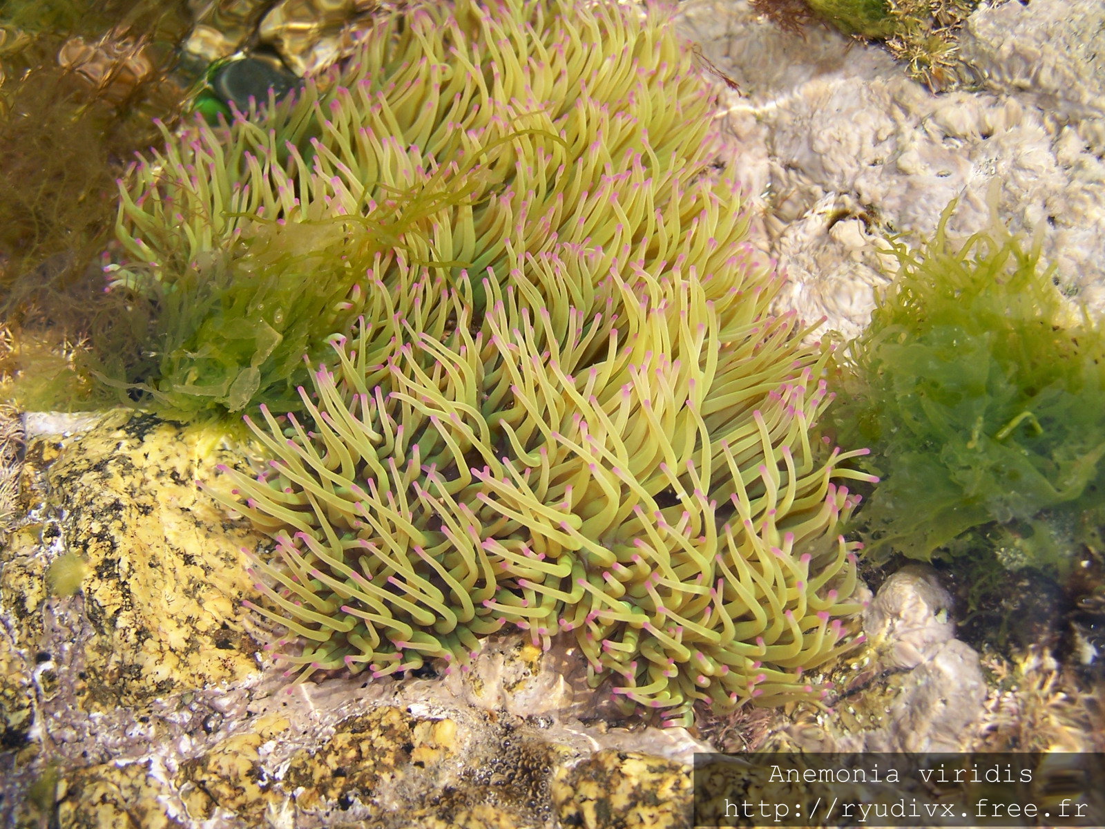 Fonds d'cran Animaux Vie marine - Poissons Anemonia viridis