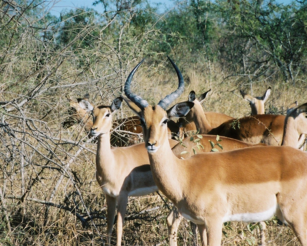 Fonds d'cran Voyages : Afrique Afrique du Sud 