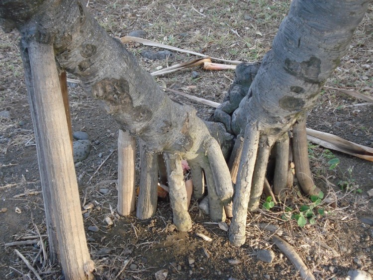 Fonds d'cran Nature Arbres - Forts RACINES