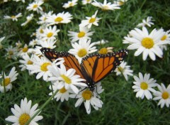 Fonds d'cran Animaux Papillon et Marguerites