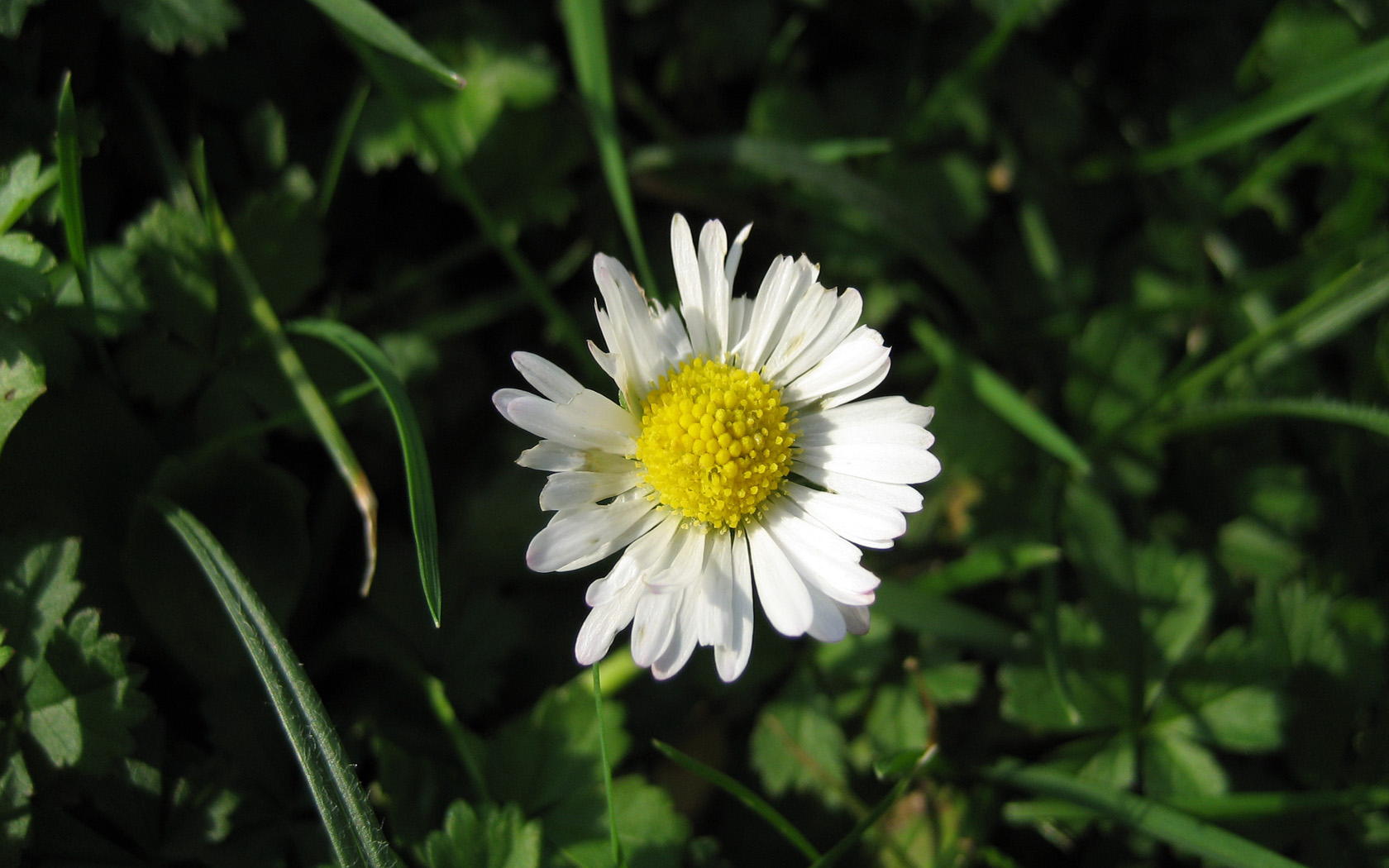 Wallpapers Nature Flowers 