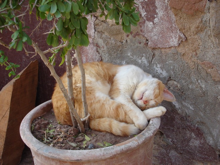 Fonds d'cran Animaux Chats - Chatons Dans les ruelles d'Essaouira