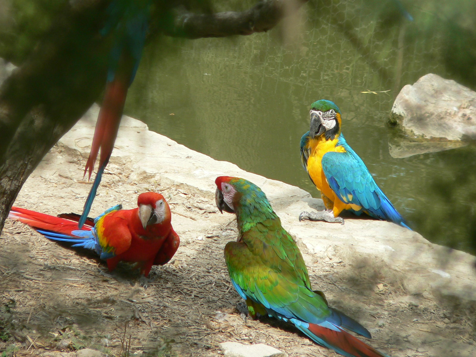 Wallpapers Animals Birds - Parrots perroquet