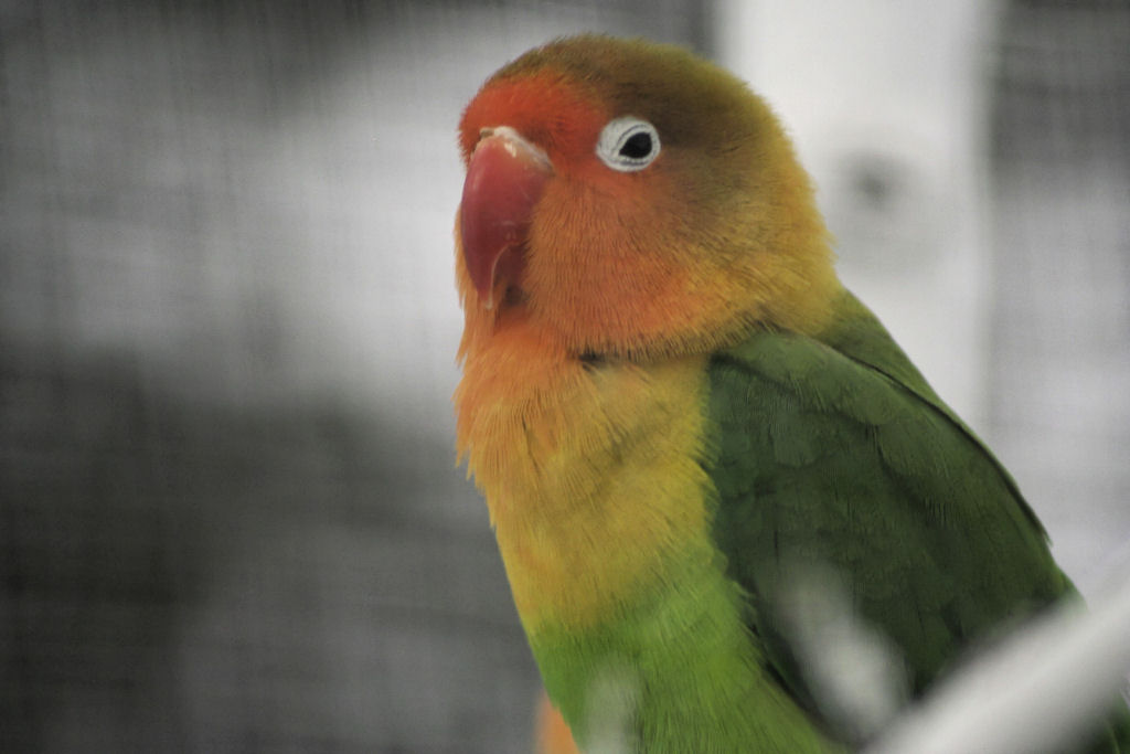 Fonds d'cran Animaux Oiseaux - Perruches 