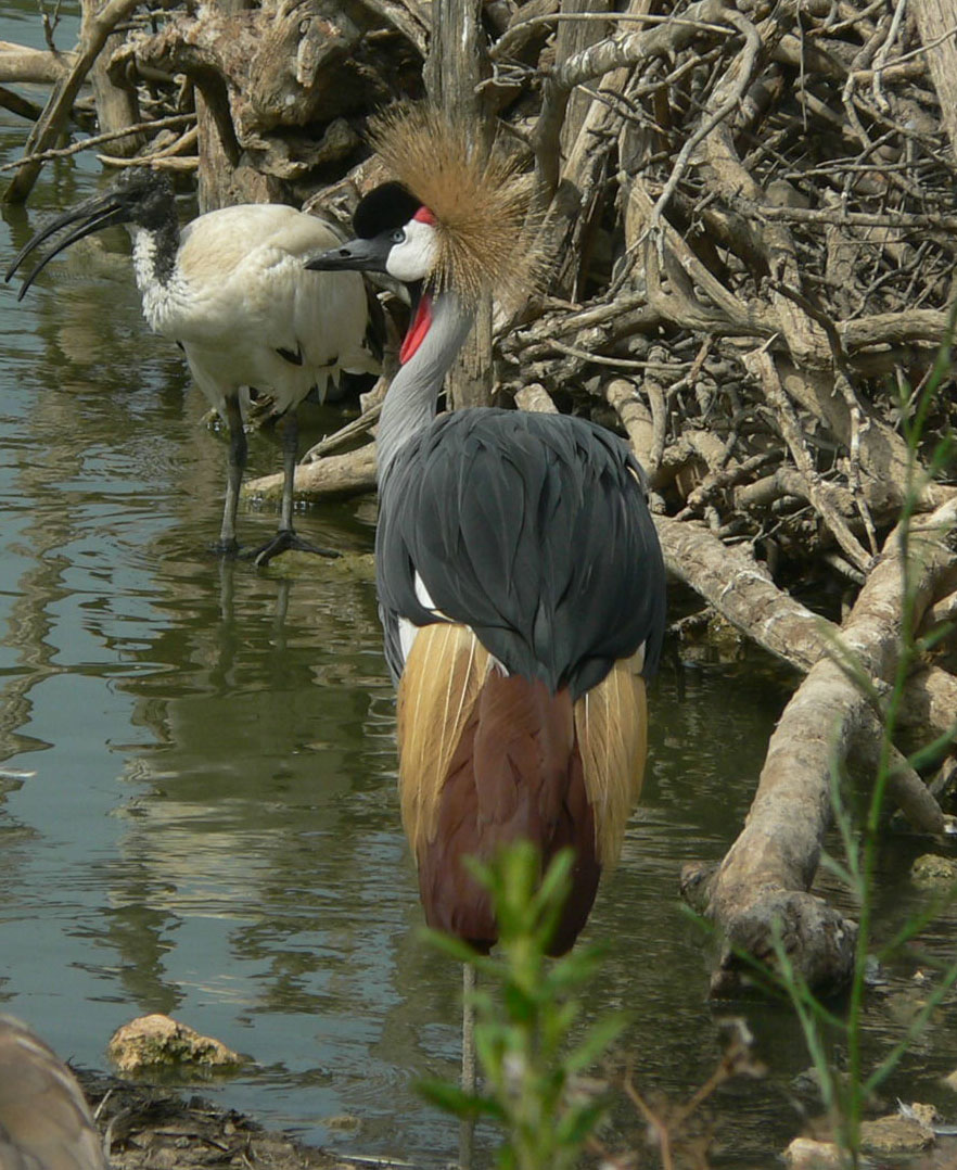 Fonds d'cran Animaux Oiseaux - Divers 