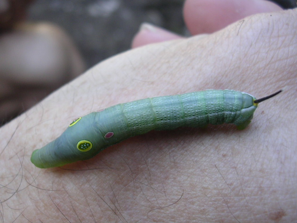 Fonds d'cran Animaux Insectes - Chenilles 