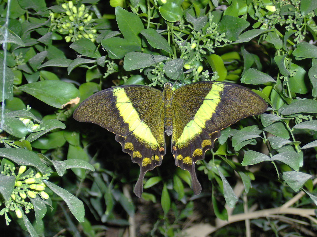 Wallpapers Animals Insects - Butterflies Un joli papillon