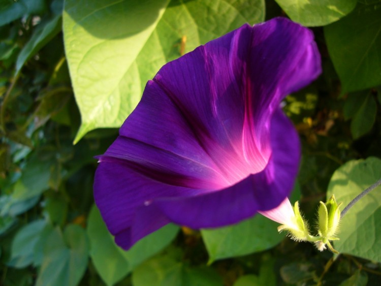 Wallpapers Nature Flowers volubilis