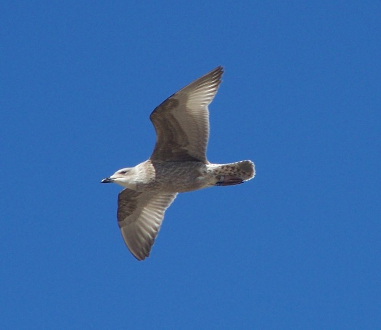 Fonds d'cran Animaux Oiseaux - Mouettes et Golands en plein vol