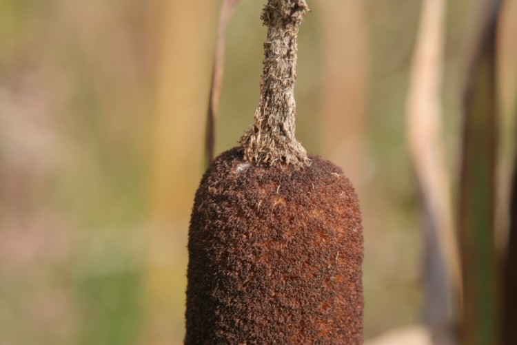 Fonds d'cran Nature Plantes - Arbustes Quenouille