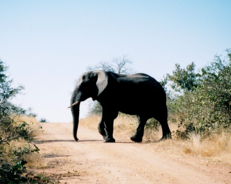 Fonds d'cran Voyages : Afrique Afrique du Sud Wallpaper N153373