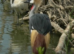 Fonds d'cran Animaux Image sans titre N153420