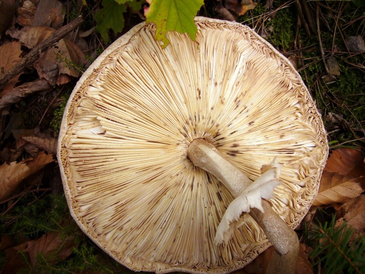 Wallpapers Nature Mushrooms coulemelle