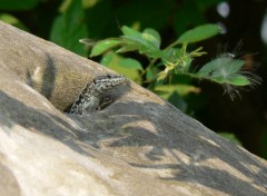 Fonds d'cran Animaux Lzard