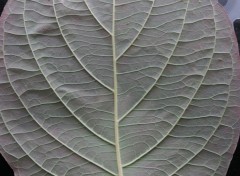 Fonds d'cran Nature Les dessous d'une feuille.