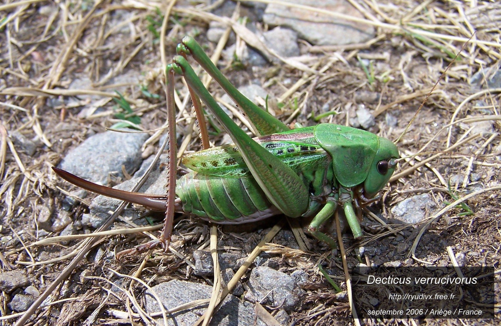 Wallpapers Animals Insects - Grasshoppers and Locusts Le dectique verrucivore